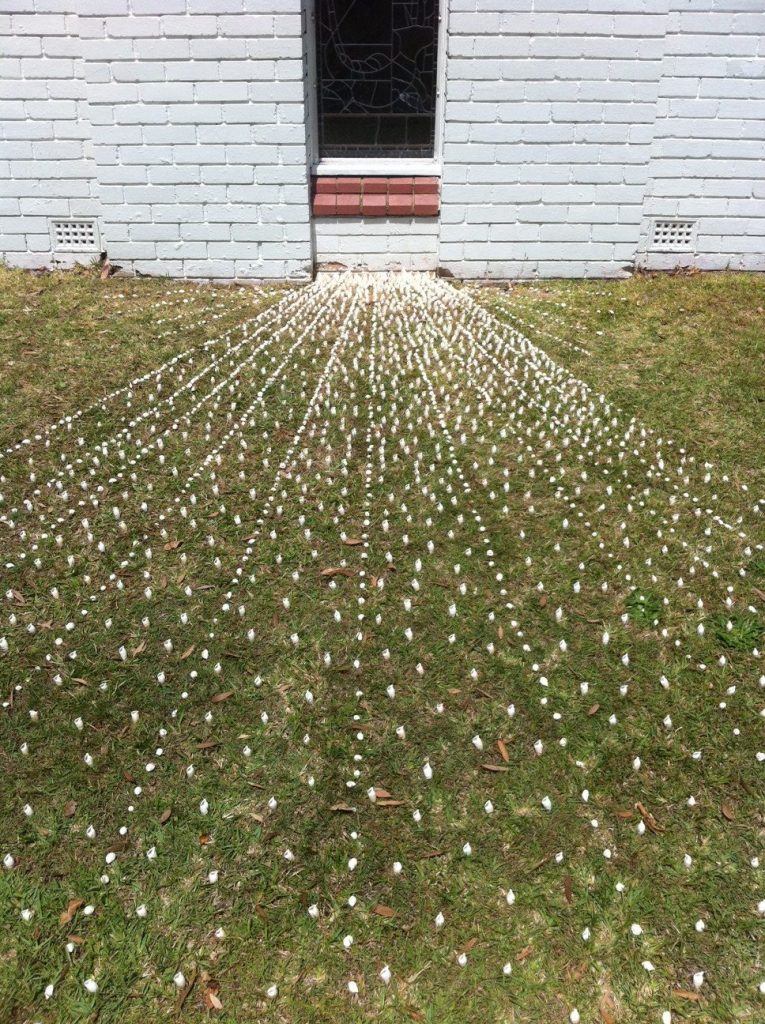 Altar Ego, ephemeral installation, shells